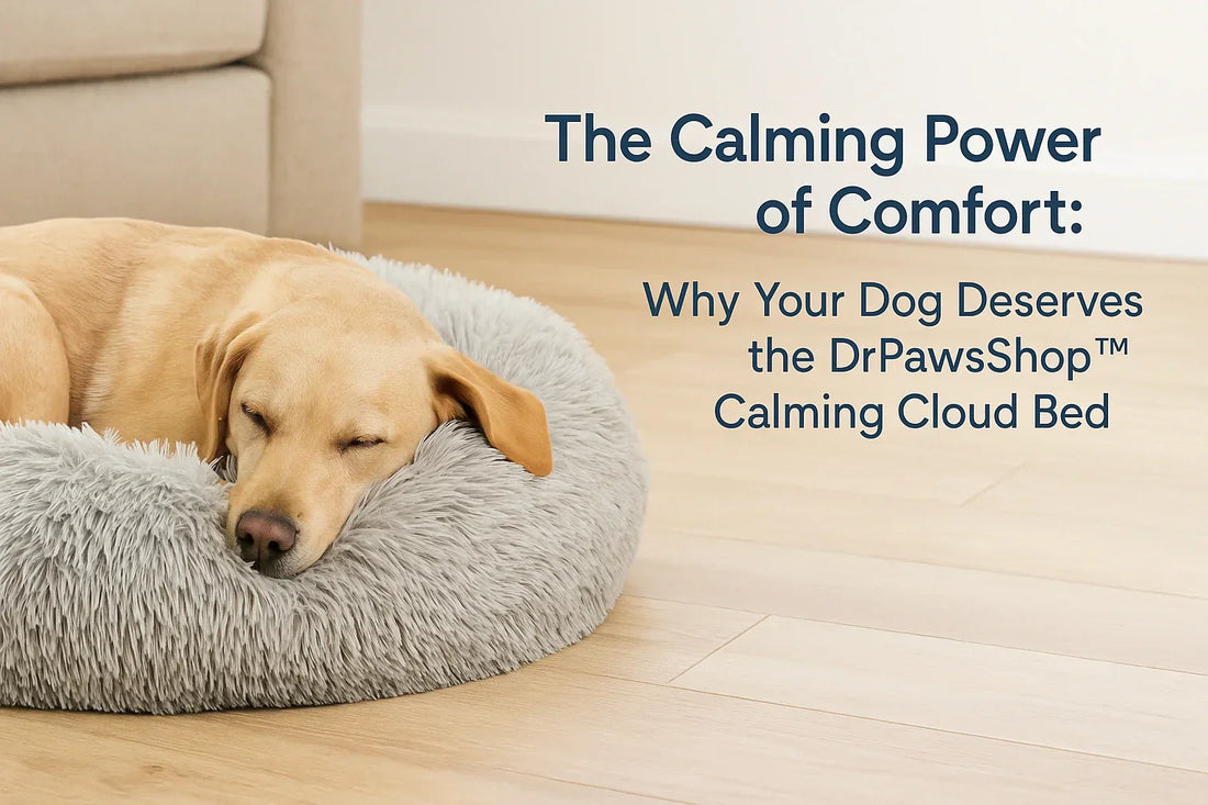 Golden retriever and fluffy gray calming dog bed in a cozy living room, showcasing a peaceful and anxiety-free environment, perfect for dog comfort and rest.