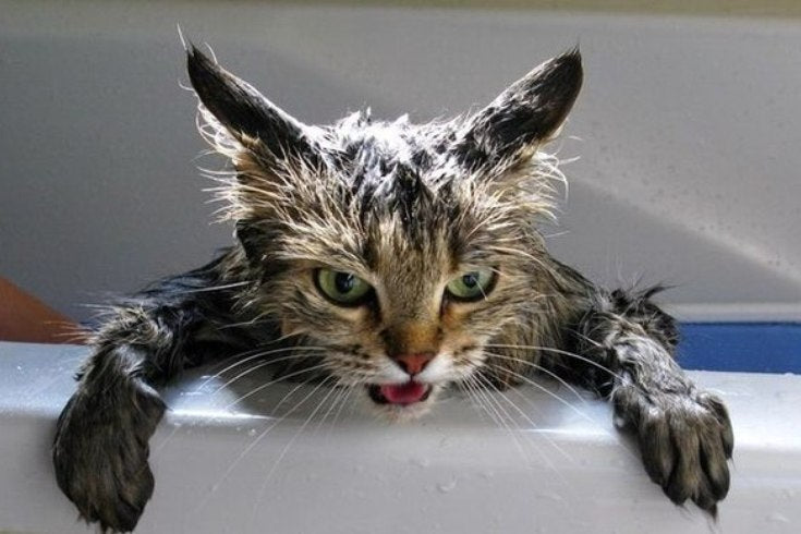 Wet cat in a bath showing discomfort during grooming and washing