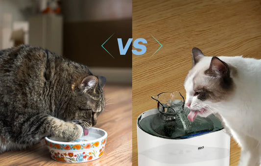 Cat Water Fountains vs Cat Water Bowls