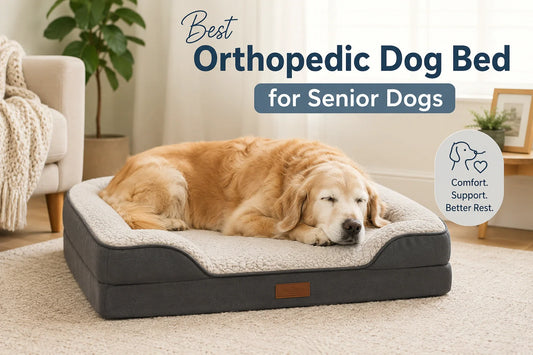 Best orthopedic dog bed for senior dogs and daily comfort
