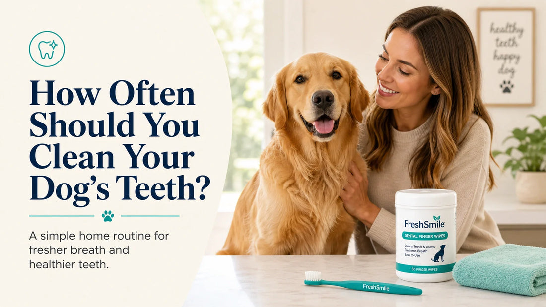 How often should you clean your dog’s teeth with a simple home dental care routine