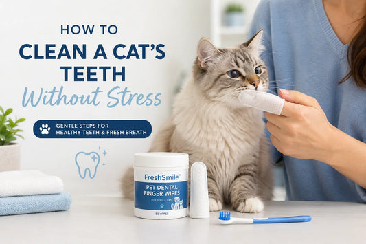 Cat dental care at home with dental finger wipes for stress-free teeth cleaning