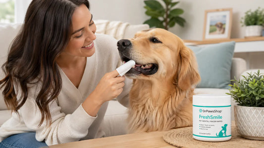 Dog getting teeth cleaned at home with a dental finger wipe in a bright cozy setting