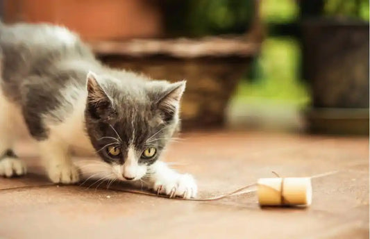 Gray and white kitten engaged with a safe interactive toy indoors for mental enrichment.