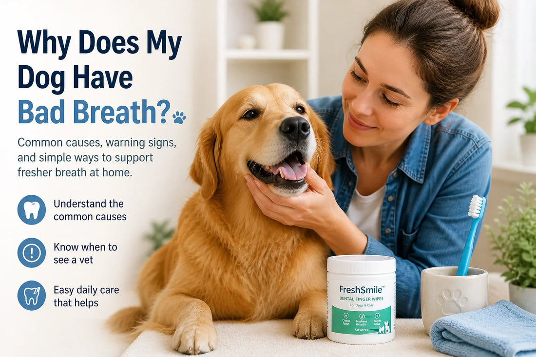 Why does my dog have bad breath and how to support fresher breath at home