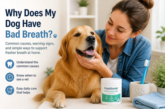 Why does my dog have bad breath and how to support fresher breath at home
