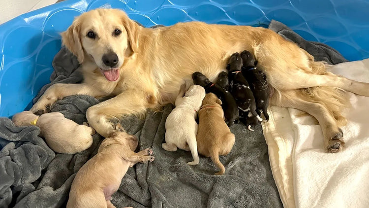 Mother dog resting with puppies on a comfortable dog bed